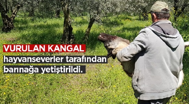 Gemlik’te bir köpek sahibi