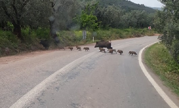 Orhangazi paşapınar mahallesinde ana