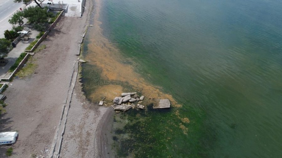 Gemlik Körfezi’nde deniz turuncu