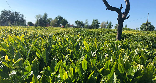 Lipton Doğu Karadeniz’de başlayan