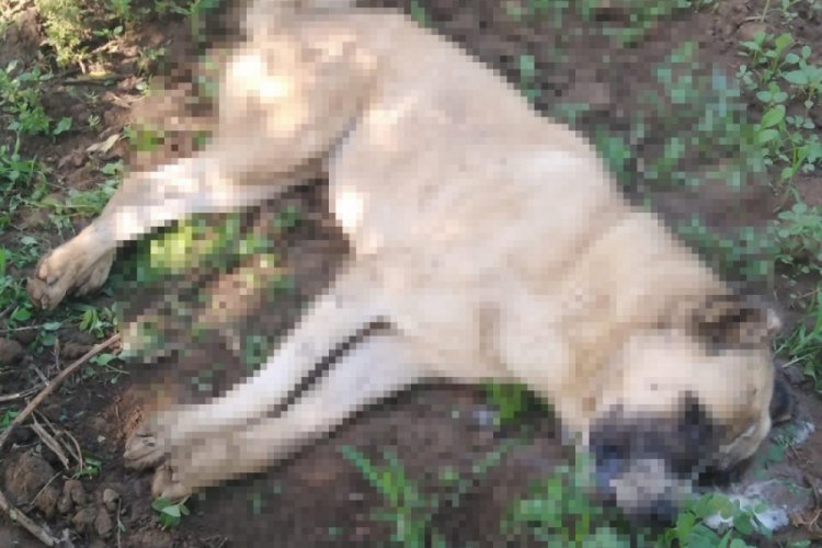 İznik-Orhangazi yolu üzerinde İnikli mevkiindeki bir tarlada, 4 köpek ölüsü bulan çiftçi, durumu