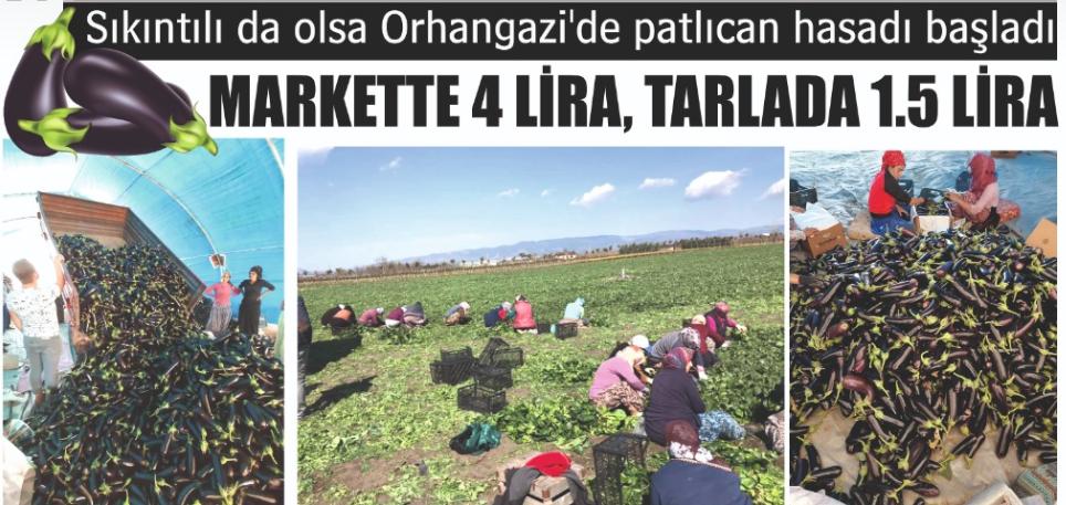 Orhangazi’de patlıcan hasadı başladı