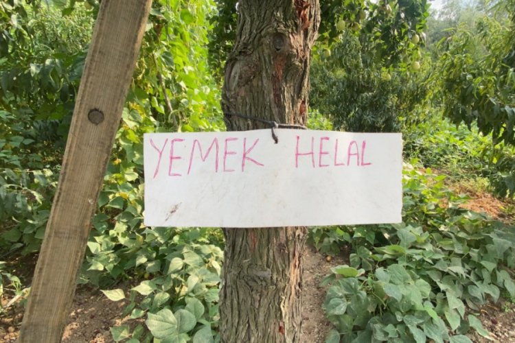 Çiftçinin dalına “yemek helal”