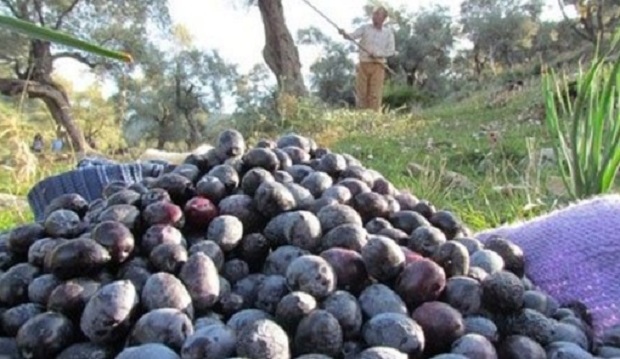 Türkiye’nin zeytin ambarı Marmara