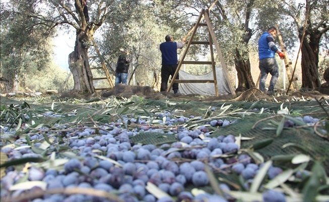 Türkiye’nin zeytin ambarı Bursa