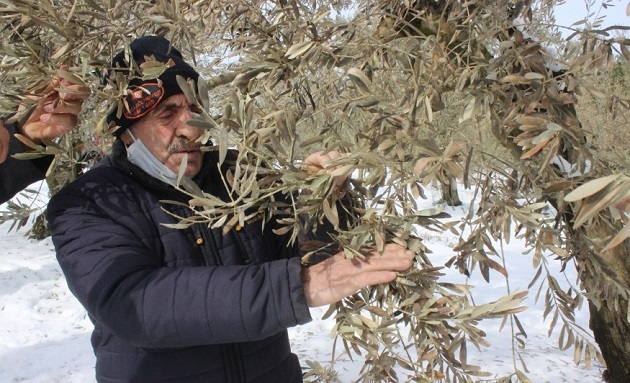 -13 dereceyi gören soğuklardan