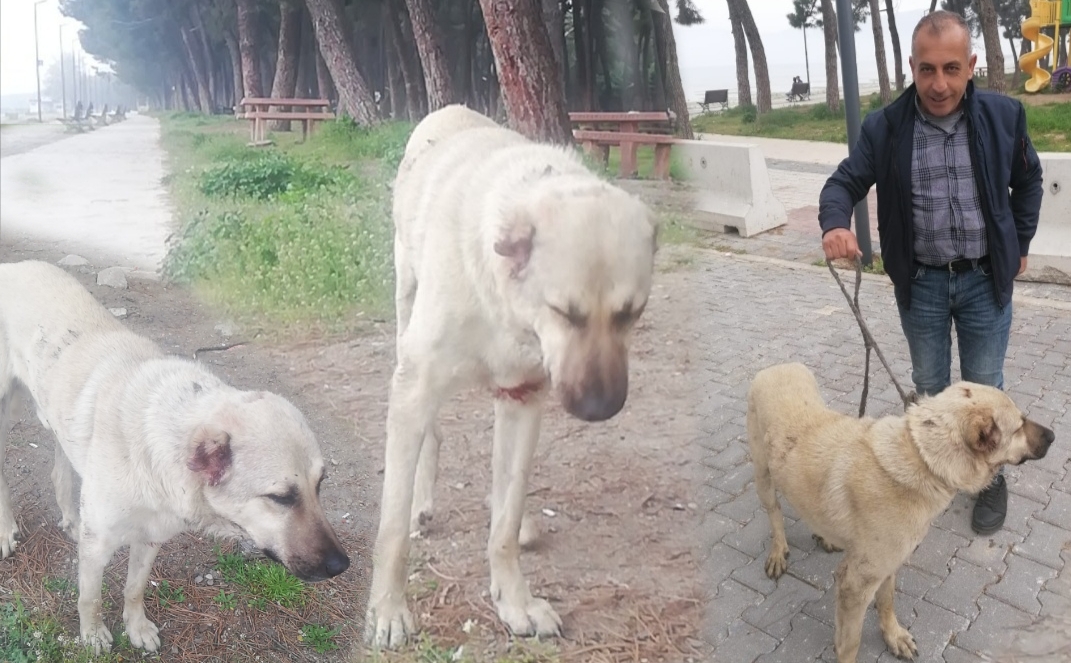 Yaralanan Sokak köpeğine ekipler