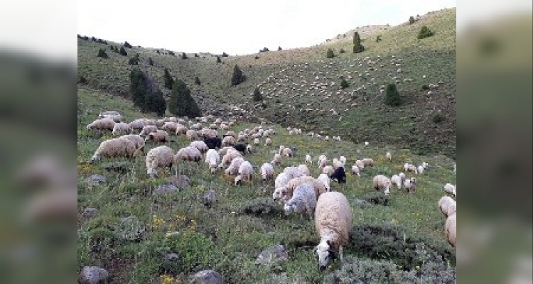 Anaç koyun keçi destek