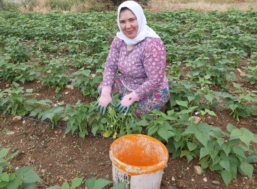 Boyalıca’nın meşhur “nazende” fasulyesi