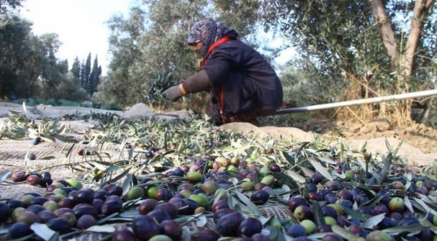 Zeytin hasad döneminin yaklaştığı