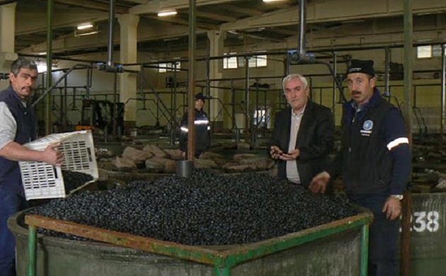 Geçtiğimiz hafta başlayan Zeytin