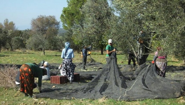 Türkiye’nin en önemli zeytin