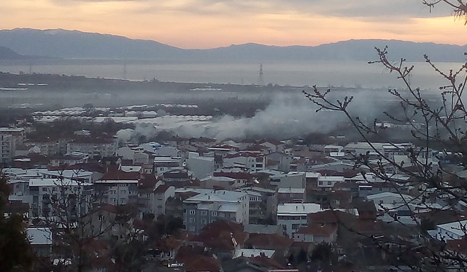 Orhangazi’de özellikle zeytin çeliği