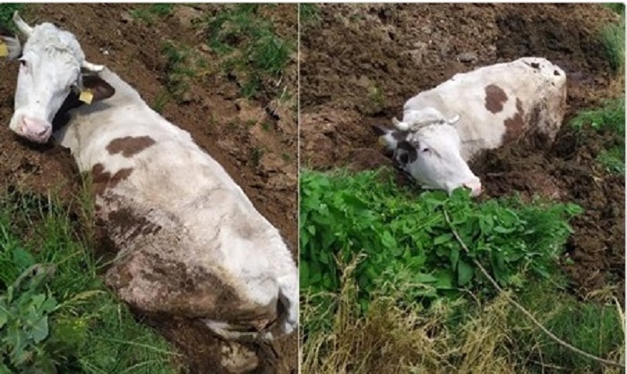 Gacık Köyü’nde çamura saplanan,