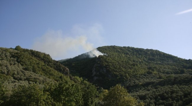 Bursa Valiliği, kentte ormanlık