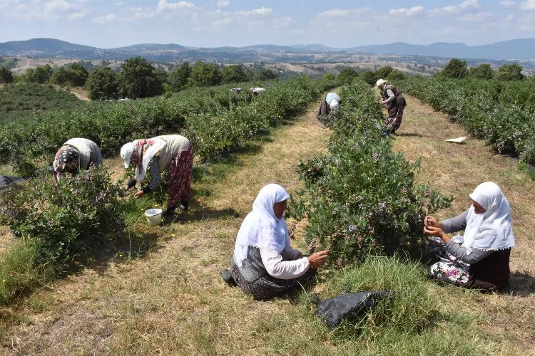 Bursa’da Orhangazi ile birlikte