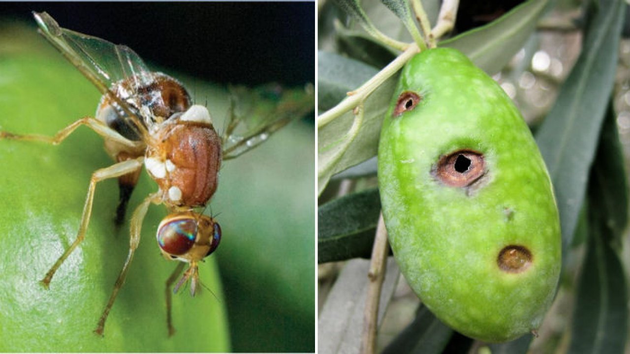 Orhangazi de zeytin hasadına