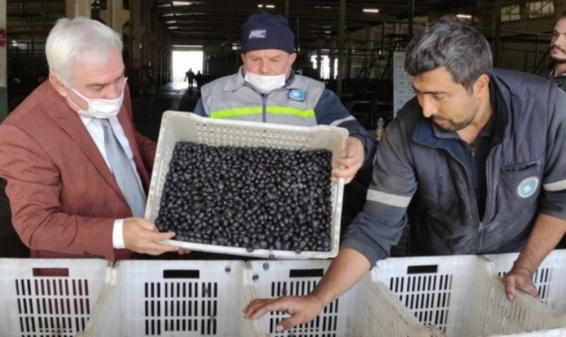 Yeni zeytin hasat dönemi