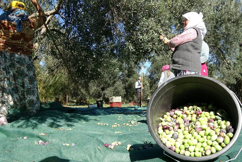 Türkiye’nin zeytin ambarı Marmara