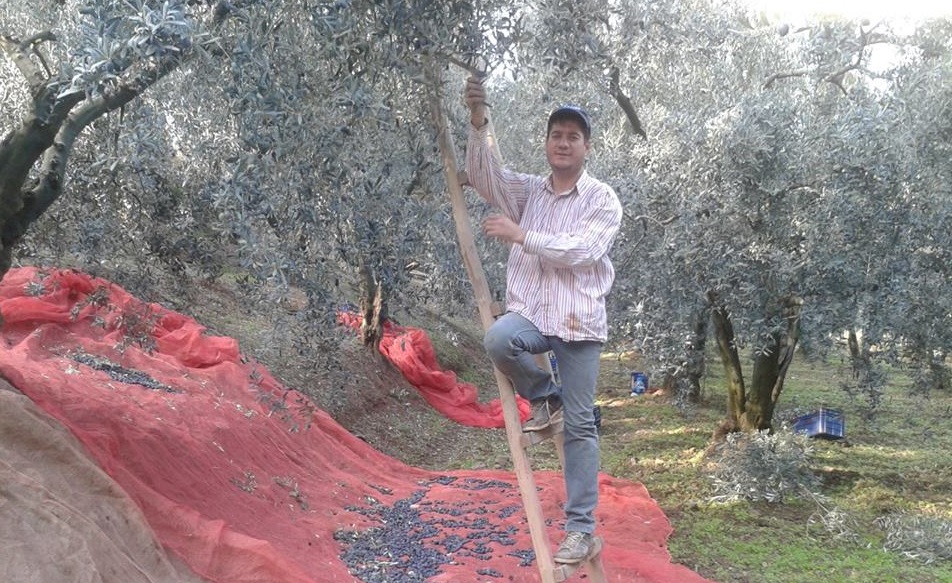 Orhangazi Devlet Hastanesi, zeytin