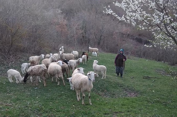 Orhangazi’de çobanlar dağlarda yüzlerce