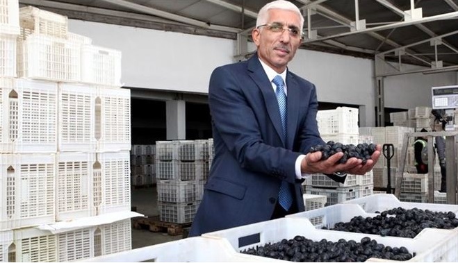 2022-2023 yeni zeytin hasat