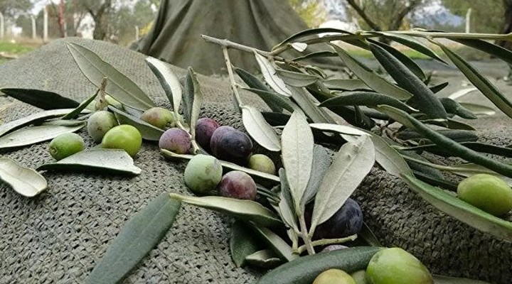 Yeni zeytin hasadı  sezonu