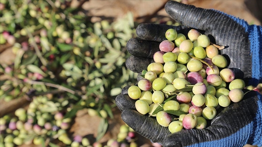 Türkiye, sofralık zeytin ihracatında