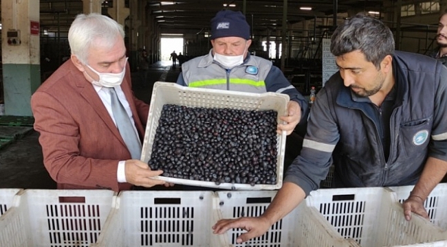 Marmarabirlik Orhangazi Zeytin Tarım