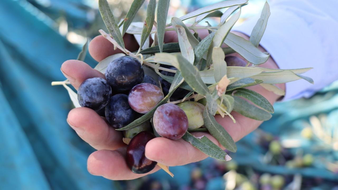 Zeytin alım kampanyasını yoğun