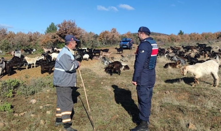 Kaybolan 400 adet küçükbaş