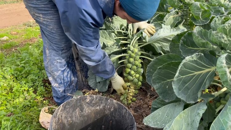 İznik Çakırca mahallesinde brüksel