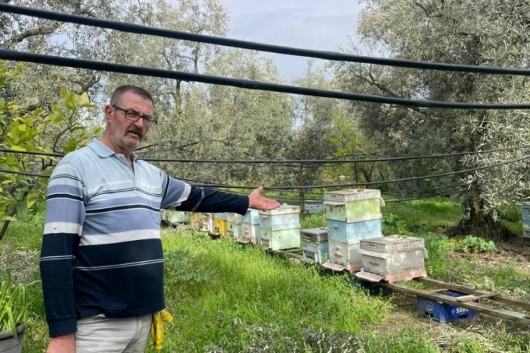 Zeytin bahçelerindeki bal kovanlarına