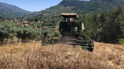 Orhangazi’de Buğday ve Arpa üretimi geçtiğimiz gün yapılan son hasatlar