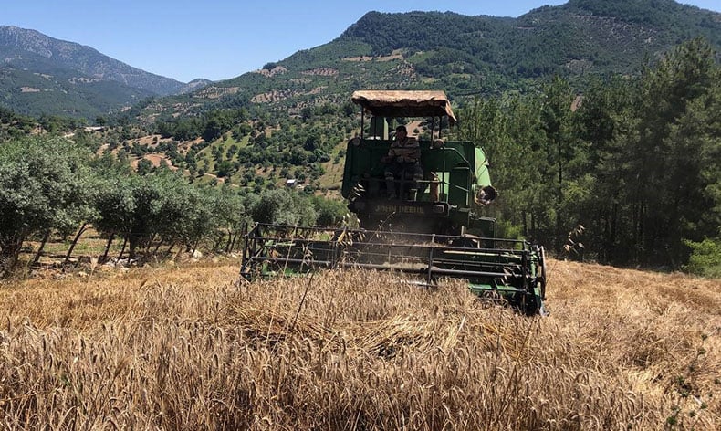 Orhangazi’de Buğday ve Arpa üretimi geçtiğimiz gün yapılan son hasatlar