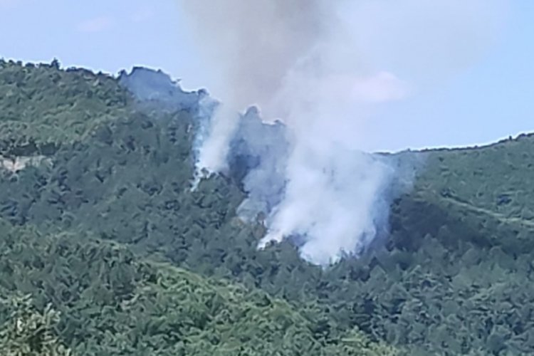 Bursa’nın Yenişehir ilçesinde ormanlık