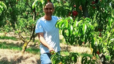 Meşhur Bursa şeftalisinde hasat başladı. Orhangazi ilçesinde 2 bin 500