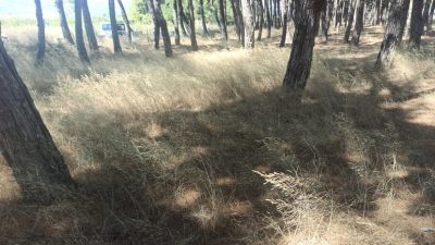 Orhangazi’de geçtiğimiz gün İznik gölü çamlık alanı içindeki otlaklarda çıkan