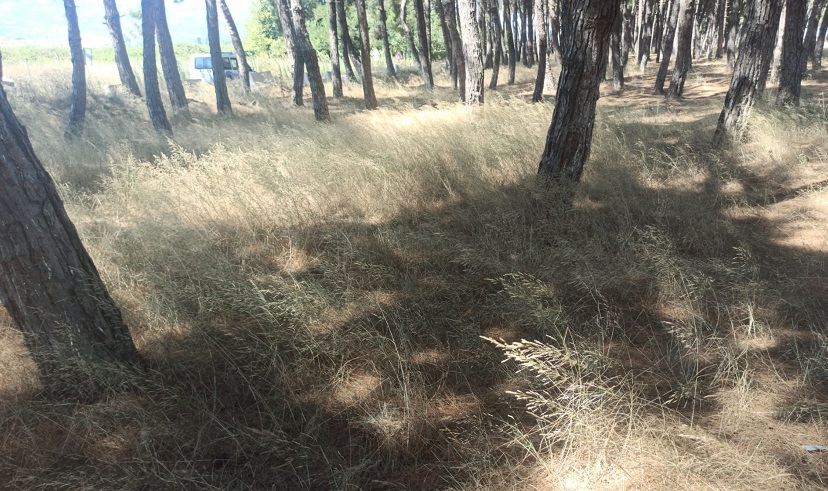 Orhangazi’de geçtiğimiz gün İznik gölü çamlık alanı içindeki otlaklarda çıkan