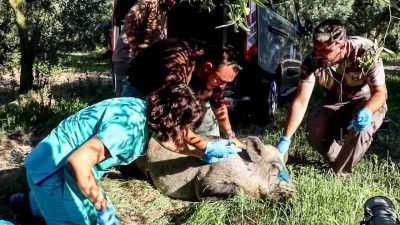 Bir zeytin tarlasında bulunan kuyuya düşen anne domuz, 5 saatlik