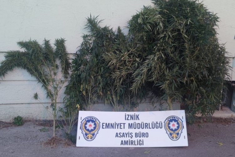  İznik ilçesinde Hint keneviri yetiştirdikleri iddia edilen 2 şüpheli,