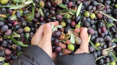 Yaklaşan zeytin hasadı öncesi her sene zeytin maliyetleri konusunda çalışma