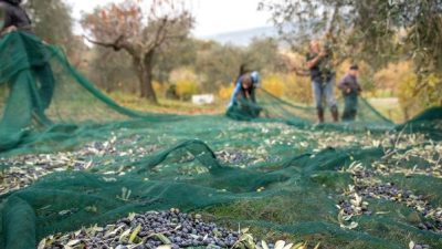 Türkiye’nin zeytin ambarı Marmara bölgesinde en fazla üretimin yapıldığı zeytin