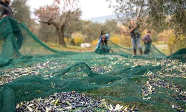 Türkiye’nin zeytin ambarı Marmara