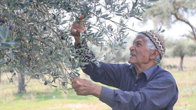 Orhangazi’de yeni zeytin sezonunun başlaması ile birlikte, belirsizliğini koruyan ve