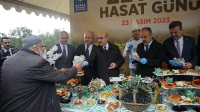 Hasadına bu günlerde yoğun bir şekilde devam edilen zeytin için