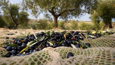 Hasadına şu günlerde yoğun bir şekilde devam edilen zeytinde  alım