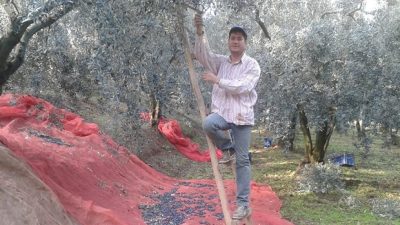 Orhangazi Devlet Hastanesi, zeytin toplama sezonunun başlamasıyla birlikte vatandaşları ağaçtan