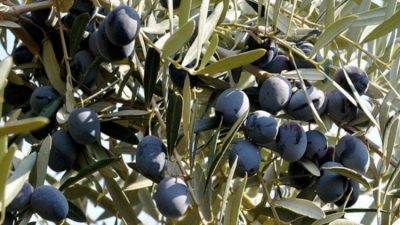 Gemlik zeytininde başlanan 440 bin 110 dekarlık alanda yetiştirilen Avrupa