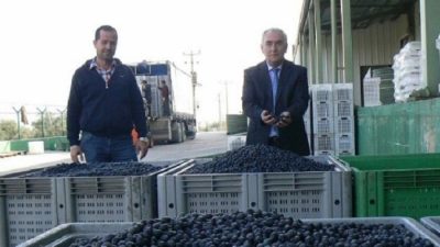 Zeytin alım kampanyasını yoğun bir şekilde sürdüren Marmarabirlik üreticiden aldığı